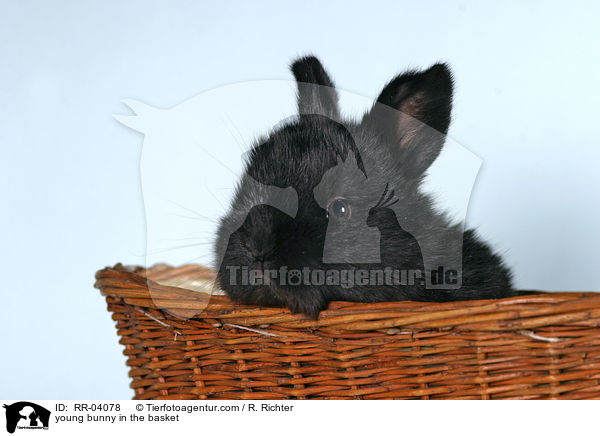 Kaninchenjunges im Krbchen / young bunny in the basket / RR-04078