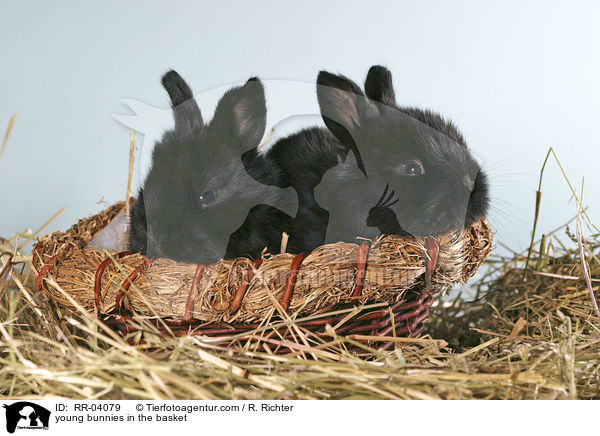 junge Kaninchen im Krbchen / young bunnies in the basket / RR-04079