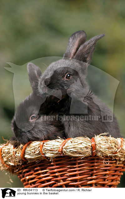 junge Kaninchen im Krbchen / young bunnies in the basket / RR-04113