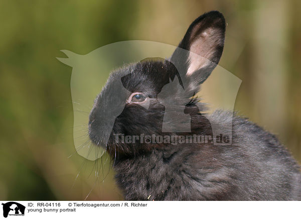 Kaninchenjunges Portrait / young bunny portrait / RR-04116
