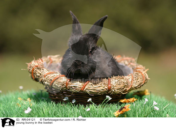 Kaninchenjunges im Krbchen / young bunny in the basket / RR-04121