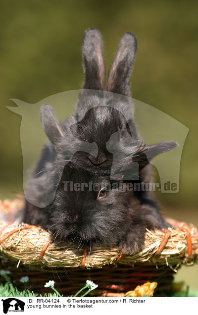 junge Kaninchen im Krbchen / young bunnies in the basket / RR-04124