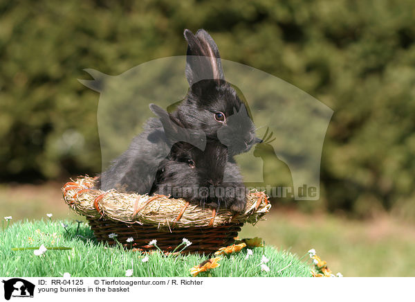 junge Kaninchen im K�rbchen / young bunnies in the basket / RR-04125