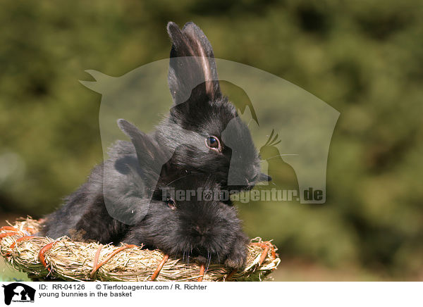 junge Kaninchen im Krbchen / young bunnies in the basket / RR-04126