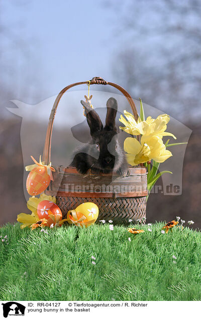 Kaninchenjunges im Krbchen / young bunny in the basket / RR-04127