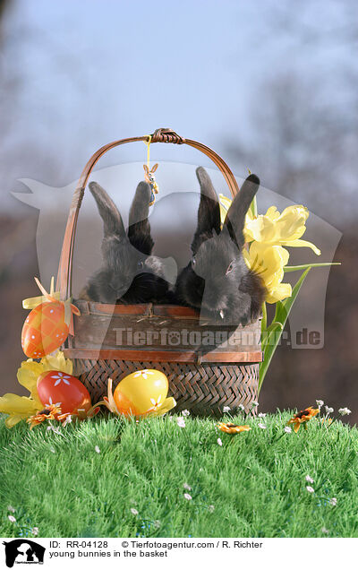 junge Kaninchen im Krbchen / young bunnies in the basket / RR-04128