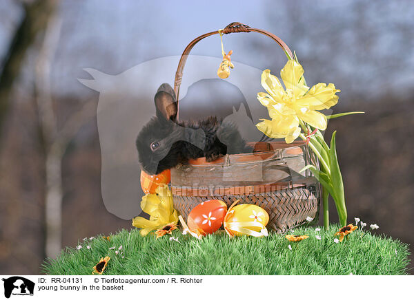 Kaninchenjunges im Krbchen / young bunny in the basket / RR-04131
