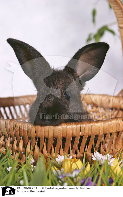 bunny in the basket / RR-04931