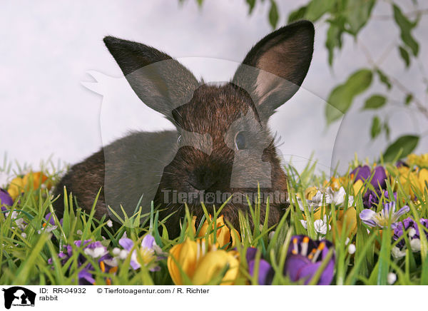 Kaninchen / rabbit / RR-04932
