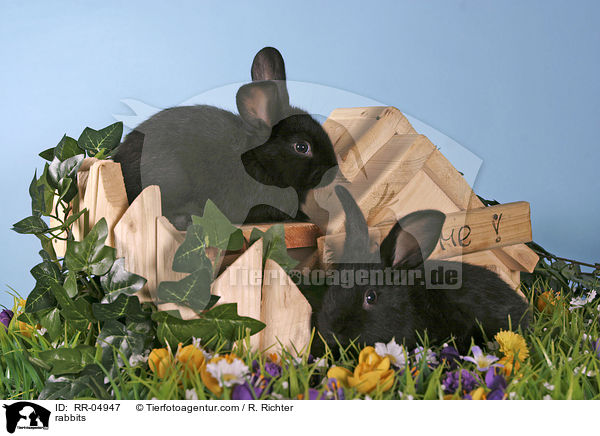 Kaninchen / rabbits / RR-04947