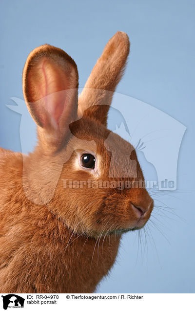 rabbit portrait / RR-04978