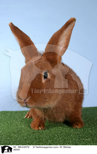 rabbit / RR-04979