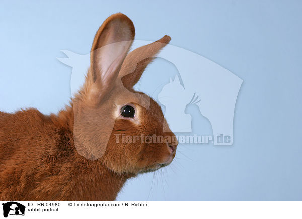 rabbit portrait / RR-04980