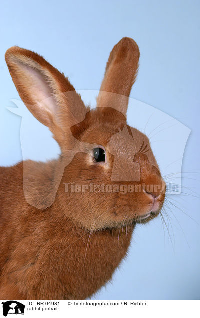 rabbit portrait / RR-04981