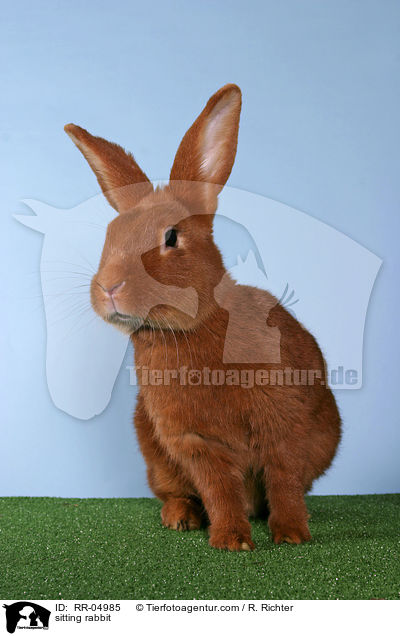 sitzendes Kaninchen / sitting rabbit / RR-04985