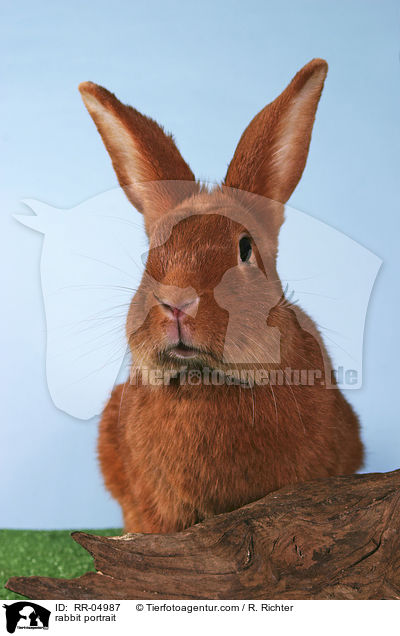 Kaninchen Portrait / rabbit portrait / RR-04987