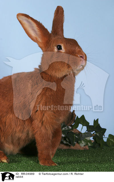 Kaninchen / rabbit / RR-04989