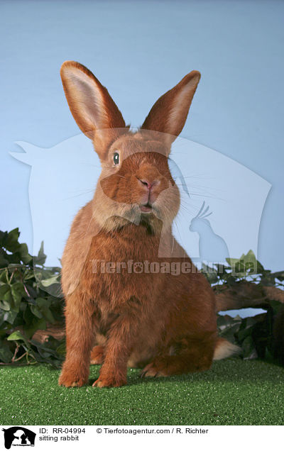 sitzendes Kaninchen / sitting rabbit / RR-04994