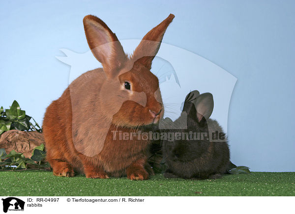Kaninchen mit Jungem / rabbits / RR-04997