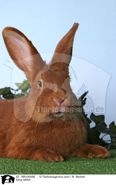 liegendes Kaninchen / lying rabbit / RR-04998