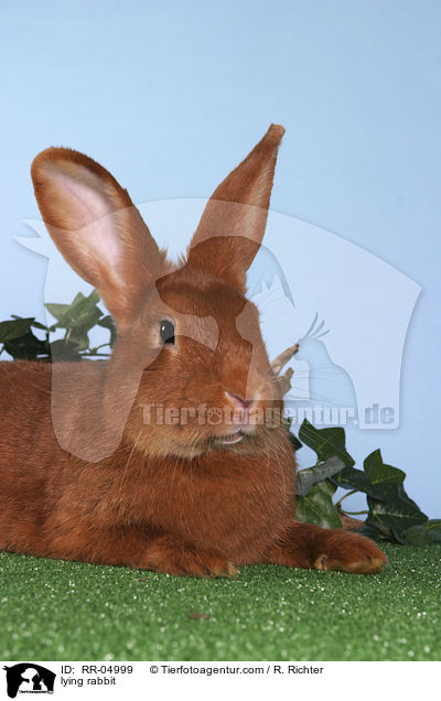 liegendes Kaninchen / lying rabbit / RR-04999