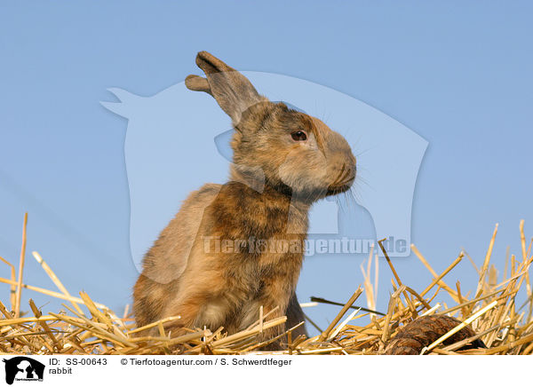 Kaninchen / rabbit / SS-00643