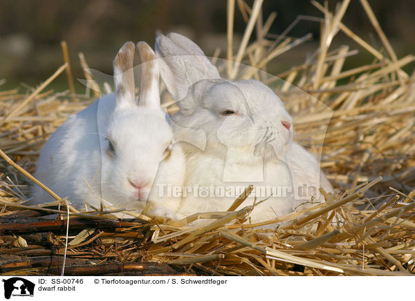 Zwergkaninchen / dwarf rabbit / SS-00746