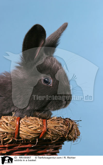 Kaninchen im Krbchen / rabbits in a basket / RR-06987