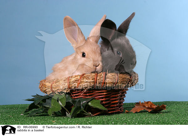 Kaninchen im Krbchen / rabbits in a basket / RR-06990