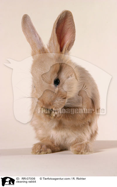 sich putzendes Kaninchen / cleaning rabbit / RR-07006
