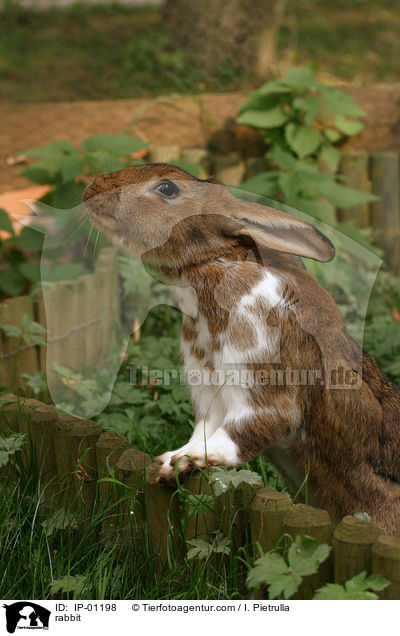 Kaninchen / rabbit / IP-01198