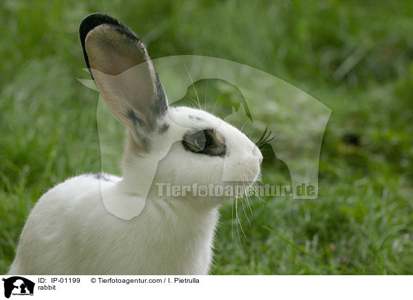 Kaninchen / rabbit / IP-01199