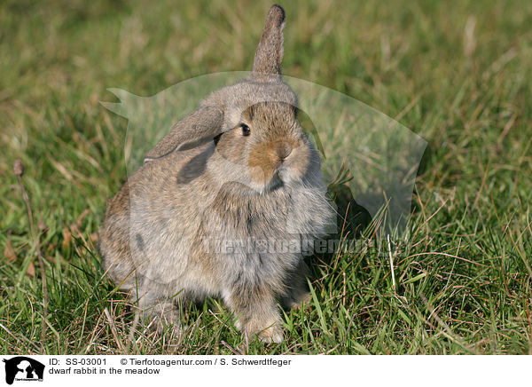 Zwergkaninchen auf der Wiese / dwarf rabbit in the meadow / SS-03001