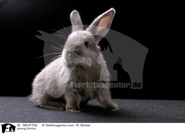 young bunny / RR-07709