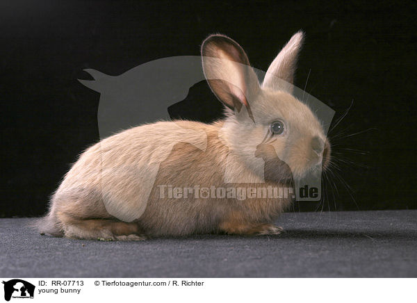 junges Kaninchen / young bunny / RR-07713