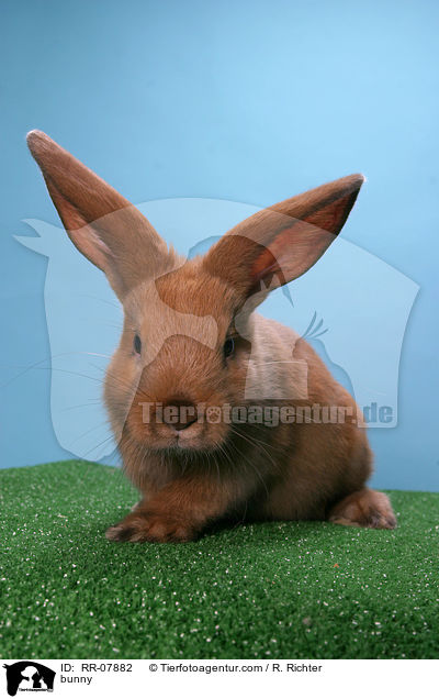 Kaninchen / bunny / RR-07882