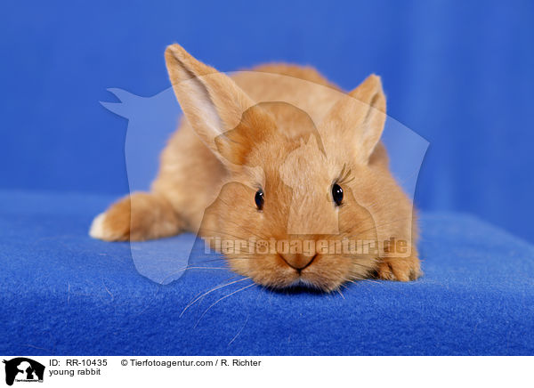 junges Kaninchen / young rabbit / RR-10435