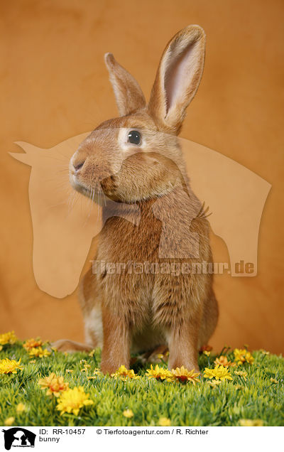 bunny / RR-10457