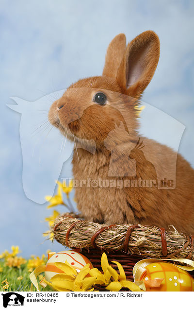 easter-bunny / RR-10465