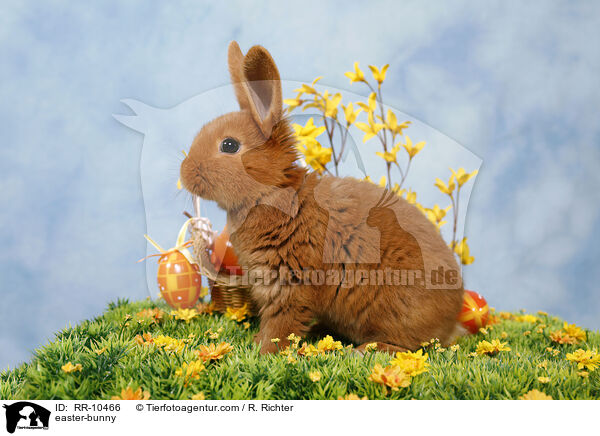 sterhschen / easter-bunny / RR-10466