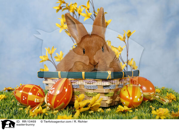 sterhschen / easter-bunny / RR-10469