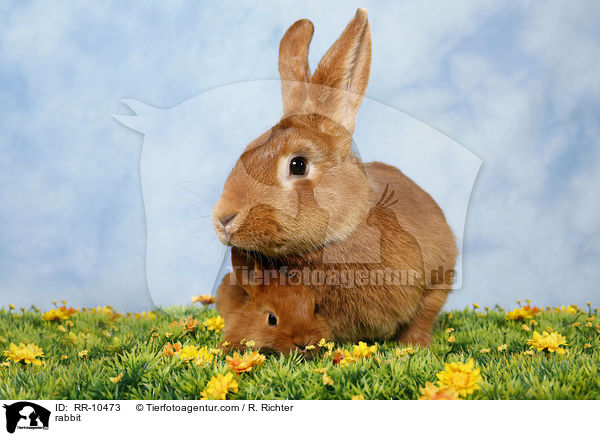 Kaninchen / rabbit / RR-10473