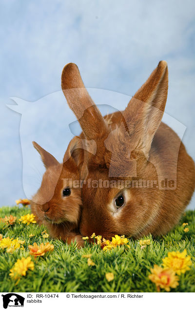 Kaninchenfamilie / rabbits / RR-10474