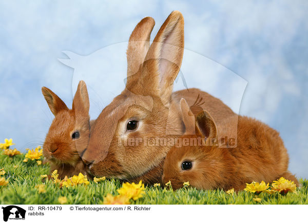 Kaninchenfamilie / rabbits / RR-10479