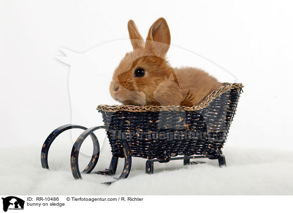 Kaninchen im Schlitten / bunny on sledge / RR-10486