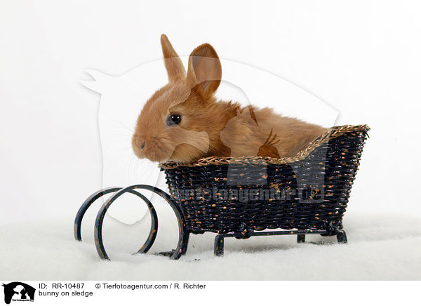 Kaninchen im Schlitten / bunny on sledge / RR-10487