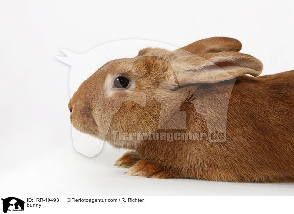 Kaninchen / bunny / RR-10493