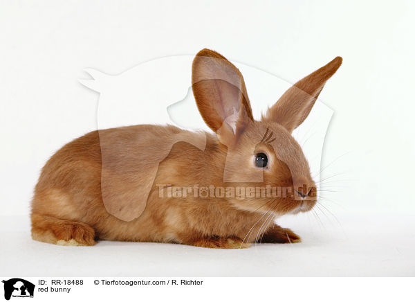 rotes Kaninchen / red bunny / RR-18488