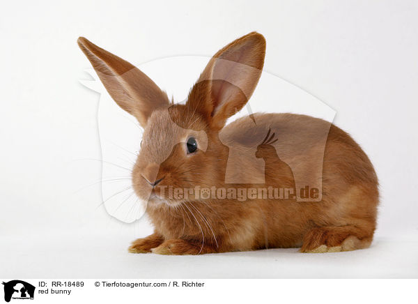 rotes Kaninchen / red bunny / RR-18489