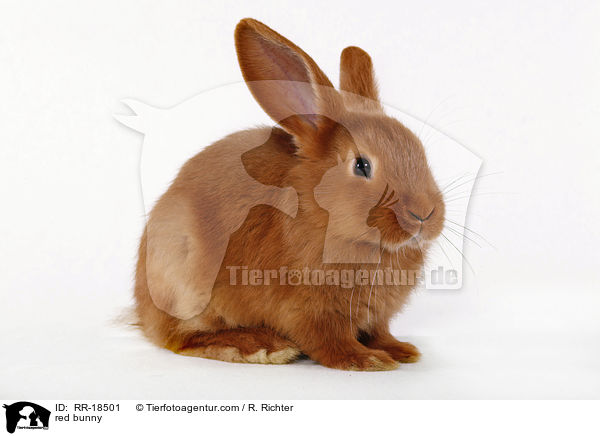 rotes Kaninchen / red bunny / RR-18501